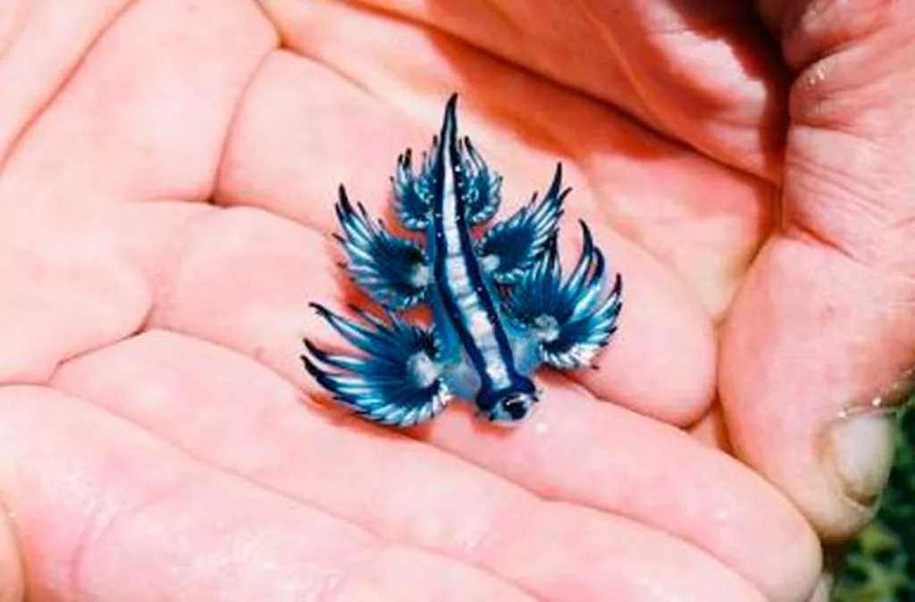 Invasión del "dragón azul" en las costas españolas generan alerta por cambio climático