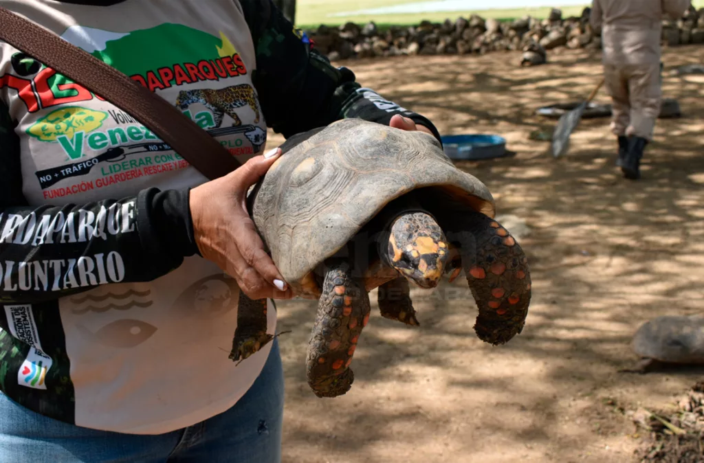 Morrocoyes ayudan a controlar el ecosistema vegetal