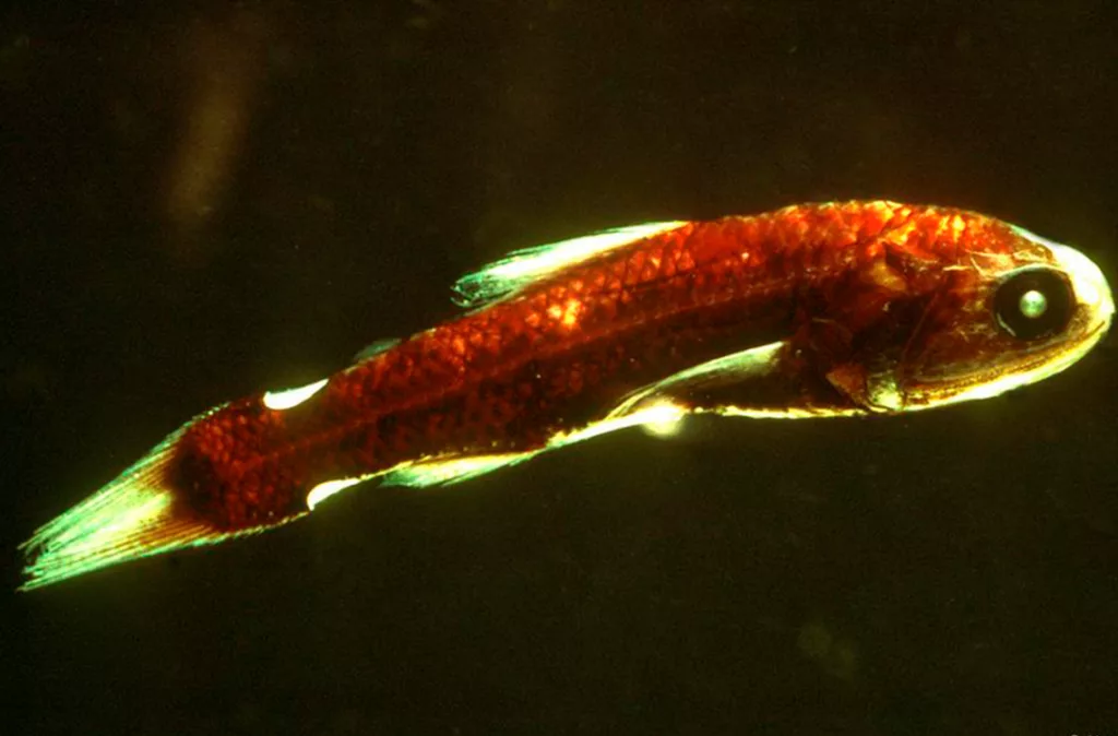 Estudio alerta que la falta de oxígeno en océanos pone en riesgo a los peces de profundidad