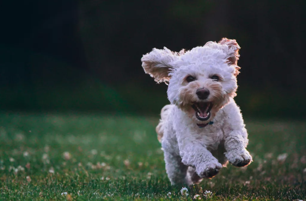 Perros de competencia deben cumplir rigurosos estándares y habilidades