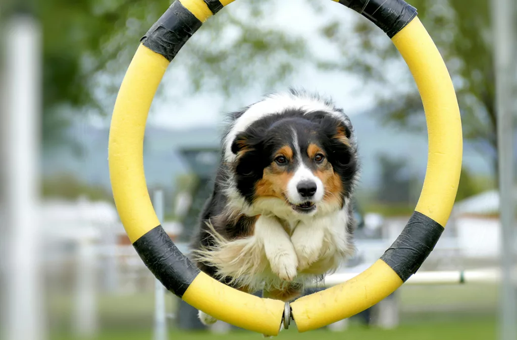 Perros de competencia deben cumplir rigurosos estándares y habilidades