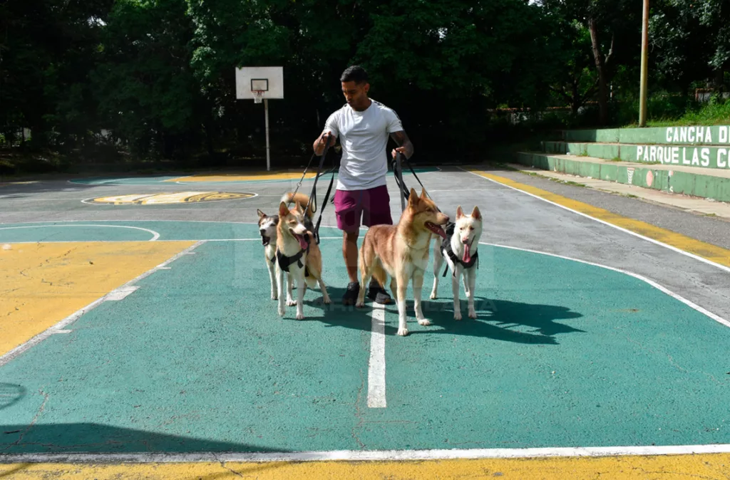 Perros de competencia deben cumplir rigurosos estándares y habilidades