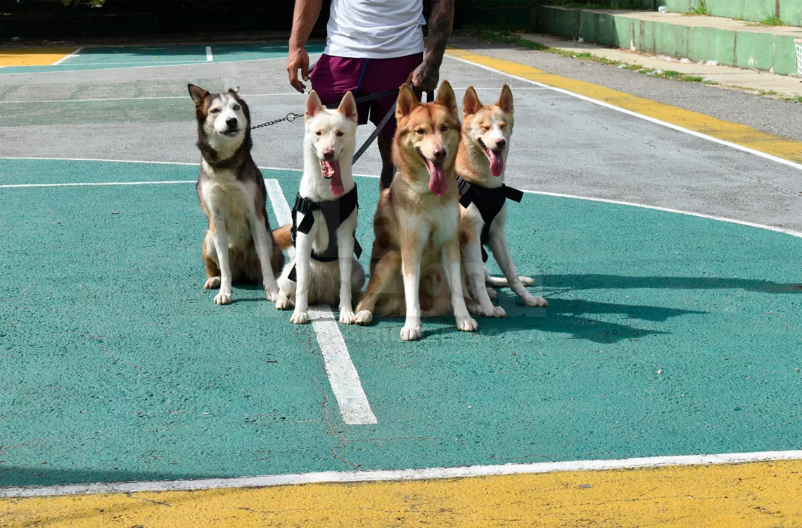 Perros de competencia deben cumplir rigurosos estándares y habilidades