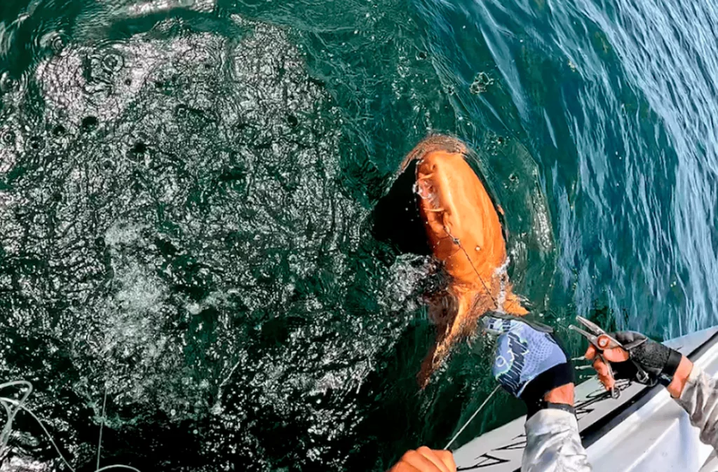 El primer tiburón nodriza naranja con ojos blancos fue descubierto en Costa Rica