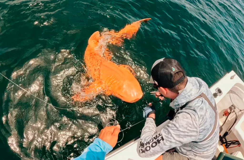 El primer tiburón nodriza naranja con ojos blancos fue descubierto en Costa Rica
