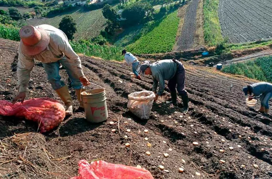 Gremios Agrícolas Proponen 