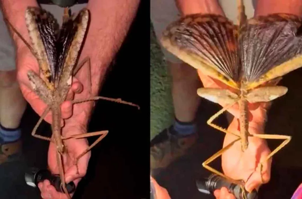 Científicos australianos descubren el insecto más pesado del país