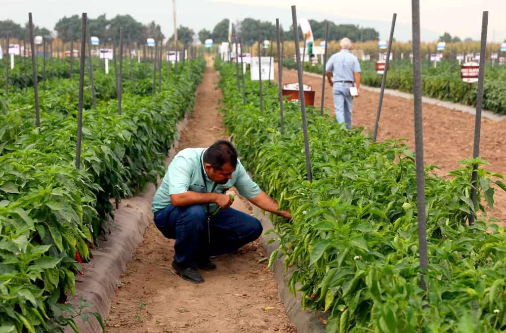 Venezuela depende en un 60% de las importaciones de legumbres, según Fedeagro