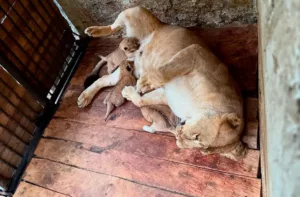 Tres nuevas crías de León fortalecen la misión de conservación en Zoológico de Mérida