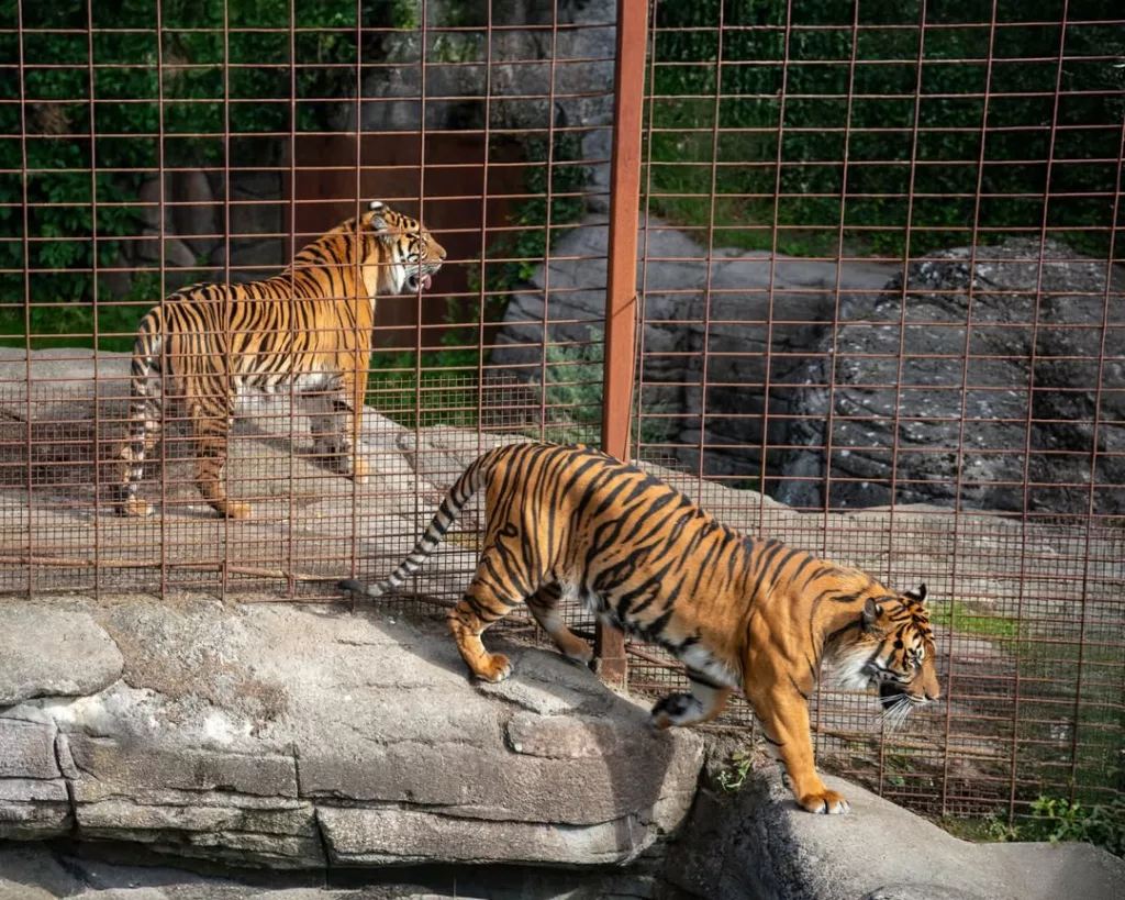 Tigres del zoológico en Dinamarca
