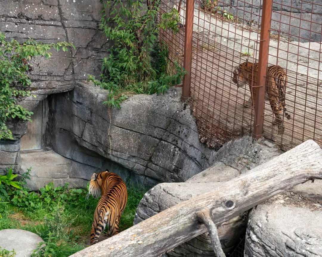 Zoológico en Dinamarca solicita mascotas vivas para alimentar depredadores
