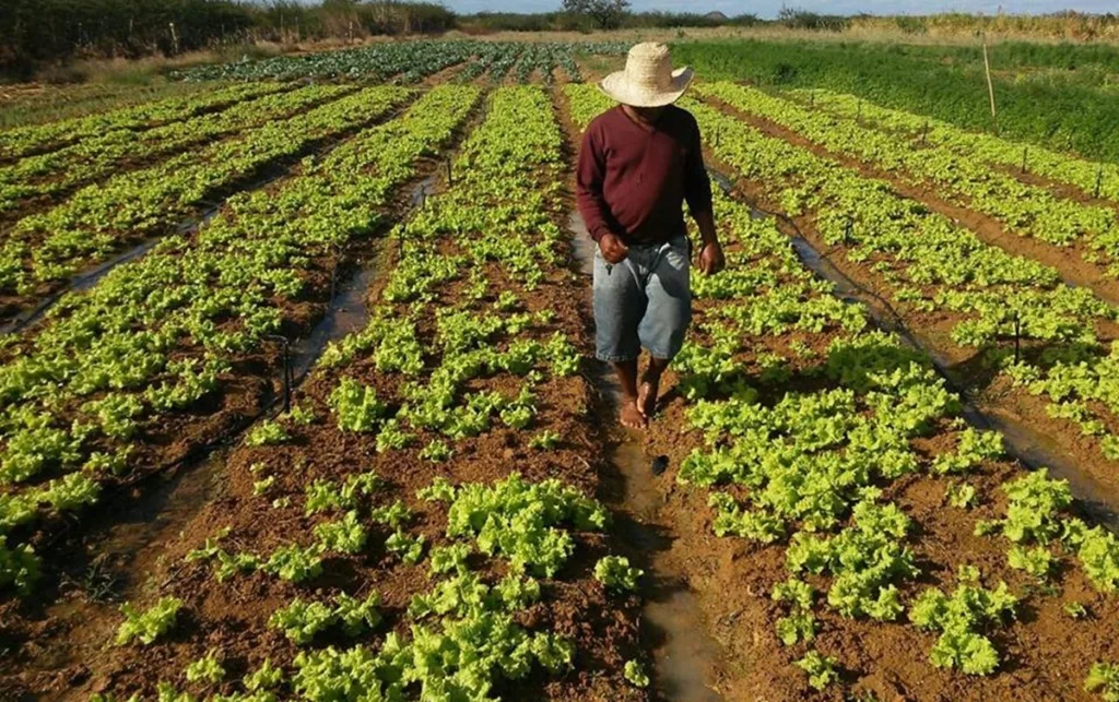 Fedeagro pide derogar ley agroalimentaria de 2008