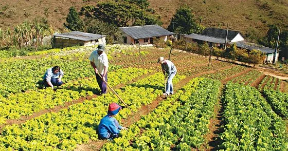 agricultura