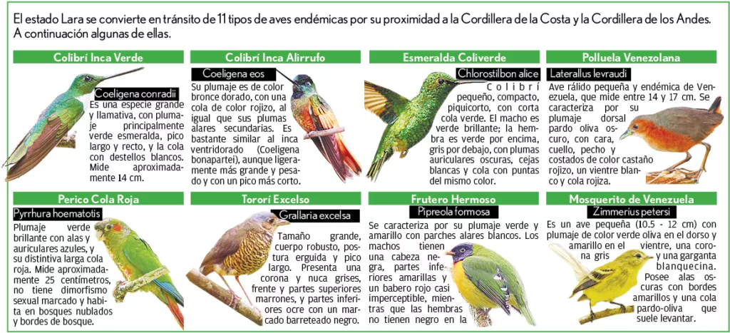 Por Lara transitan 11 tipos de aves endémicas