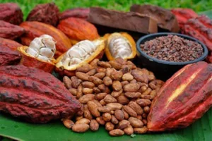 La producción de cacao en Venezuela crece 10% en el primer semestre por precios favorables