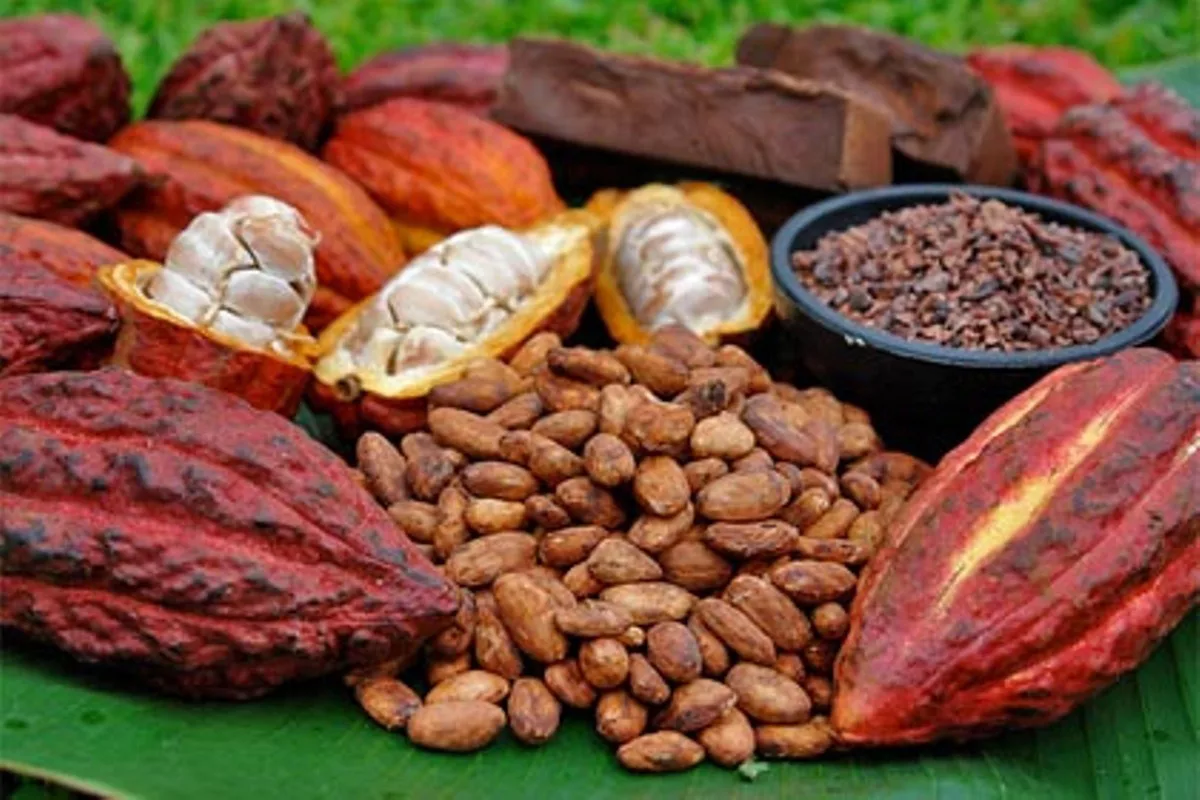 La producción de cacao en Venezuela crece 10% en el primer semestre por precios favorables