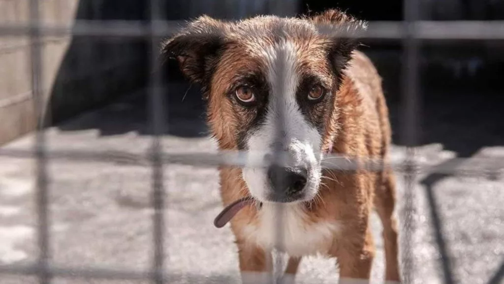 maltrato animal