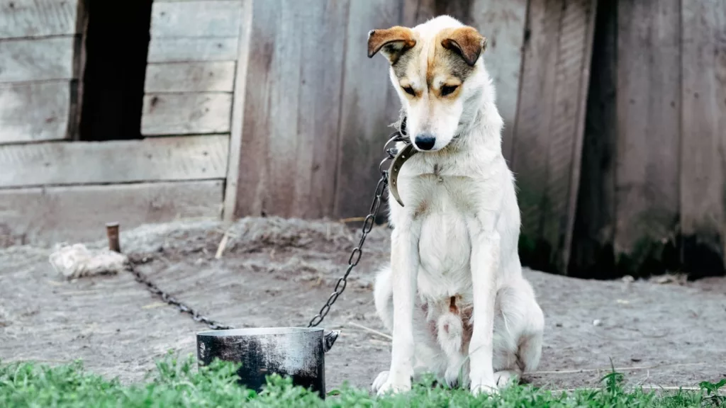 Sanciones por maltrato animal en Venezuela