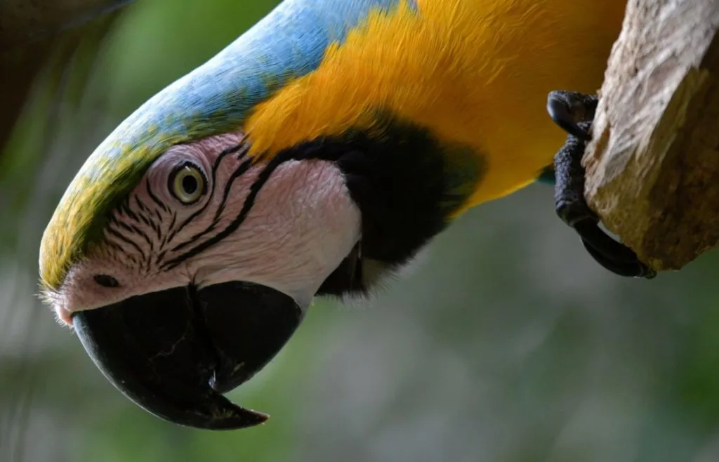 Científicos advierten que el calor extremo amenaza a las aves tropicales, incluso en los bosques más protegidos
