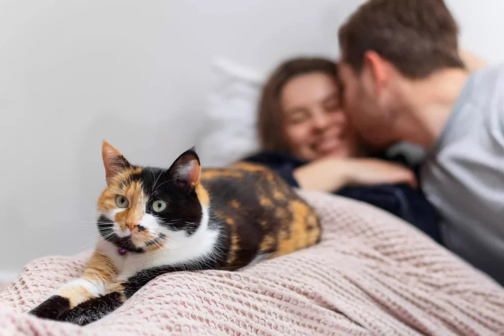 mi pareja es alergica mi gato