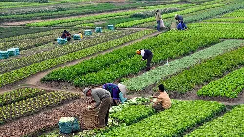 Fedeagro advierte que la incertidumbre económica reduce el consumo de alimentos perecederos