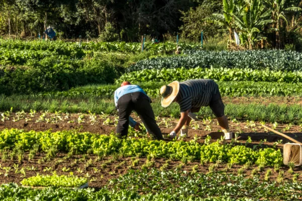 Fedeagro advierte que la incertidumbre económica reduce el consumo de alimentos perecederos