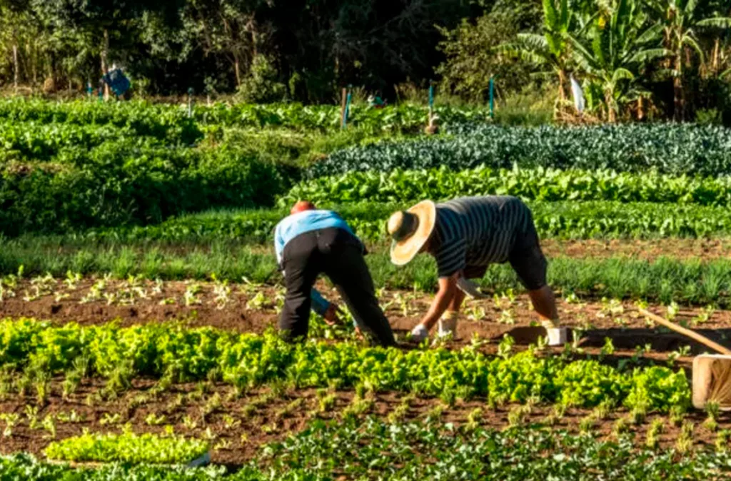 Fedeagro advierte que falta de financiamiento limita el crecimiento agrícola