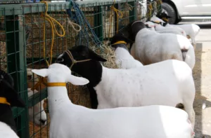 Productores promueven consumo y mejora genética ovina y caprina