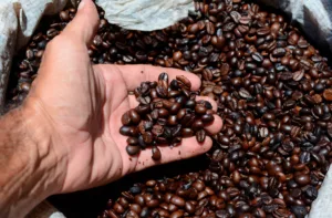 Cosecha de Café en Venezuela Arranca con Proyección Optimista y Cifras Récord