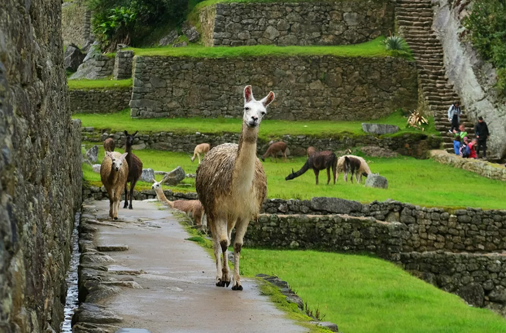 Machu Picchu en riesgo de perder su título de maravilla del mundo