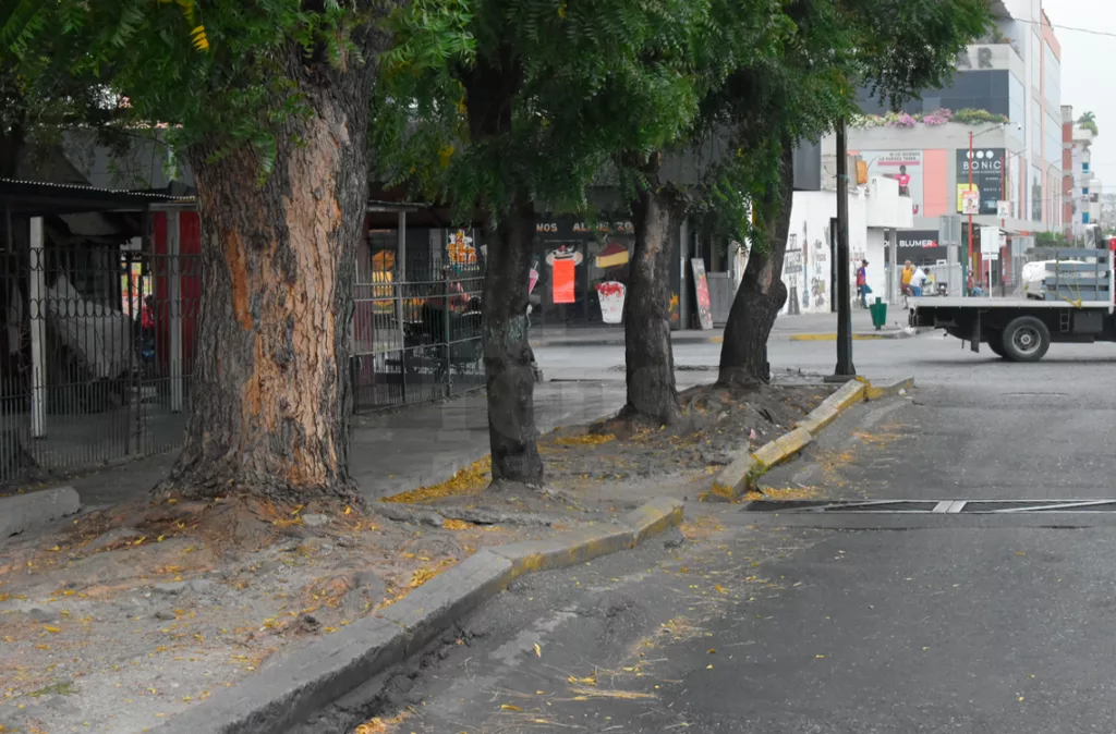 Barquisimeto requiere un plan para sembrar más árboles en la ciudad