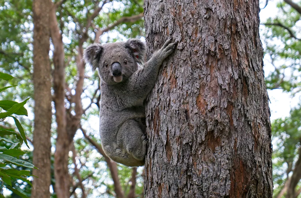 Australia busca la preservación de los Koalas con la aprobación de una vacuna para la clamidia