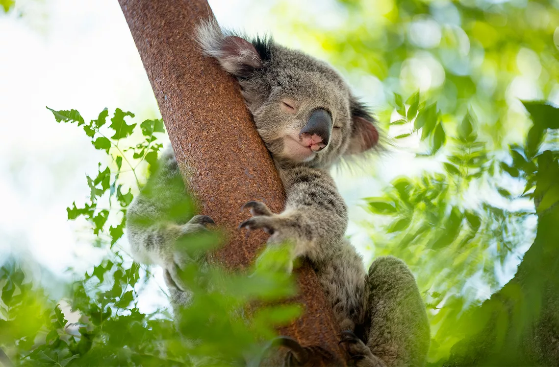 Australia busca la preservación de los Koalas con la aprobación de una vacuna para la clamidia