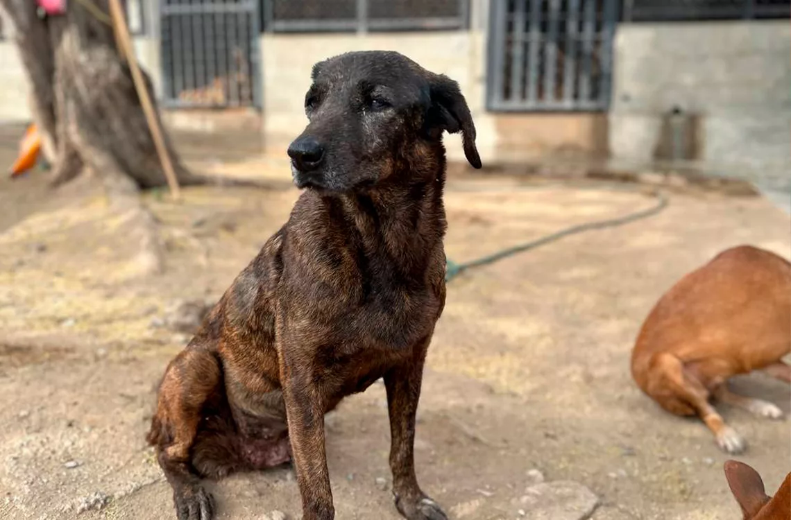 Proteccionistas preocupados por abandono de animales