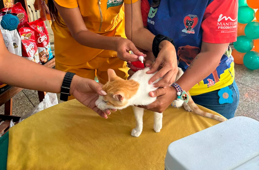 Proteccionistas preocupados por abandono de animales