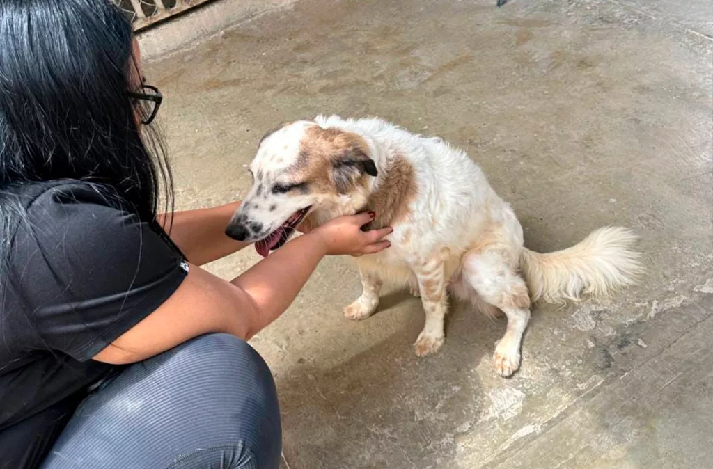 Proteccionistas preocupados por abandono de animales