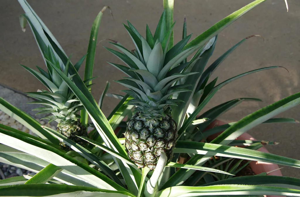 Producción de piña en Lara es de 45 toneladas por hectárea