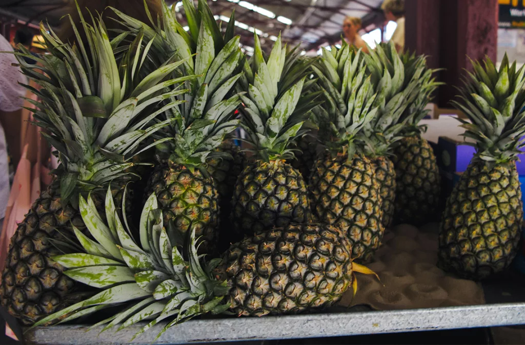 Producción de piña en Lara es de 45 toneladas por hectárea