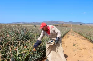 Producción de piña en Lara es de 45 toneladas por hectárea