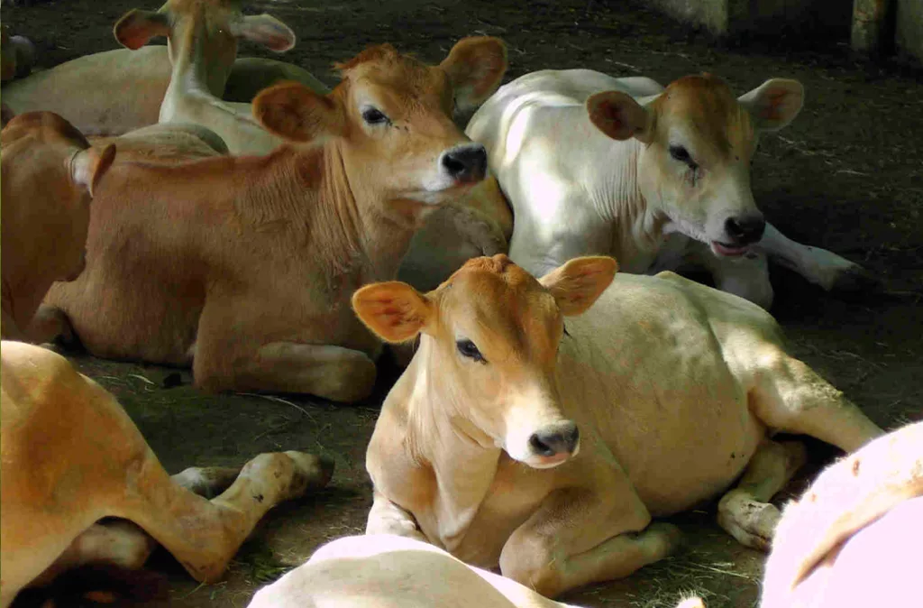 Raza Carora, única especie lechera del trópico 