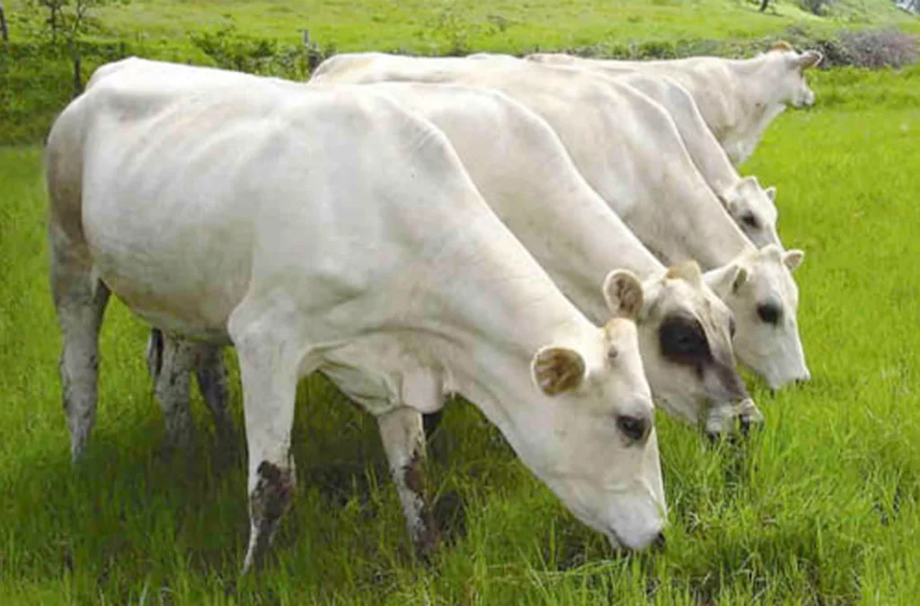 Raza Carora, única especie lechera del trópico