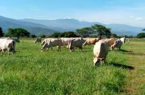 Raza Carora, única especie lechera del trópico