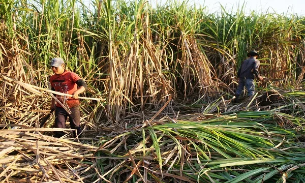 Caña de azúcar en Venezuela