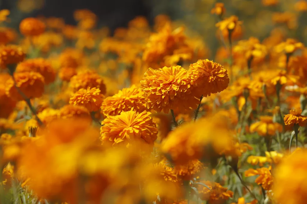 Cempasúchil: la flor mexicana que guía a las almas de los difuntos de vuelta a sus hogares