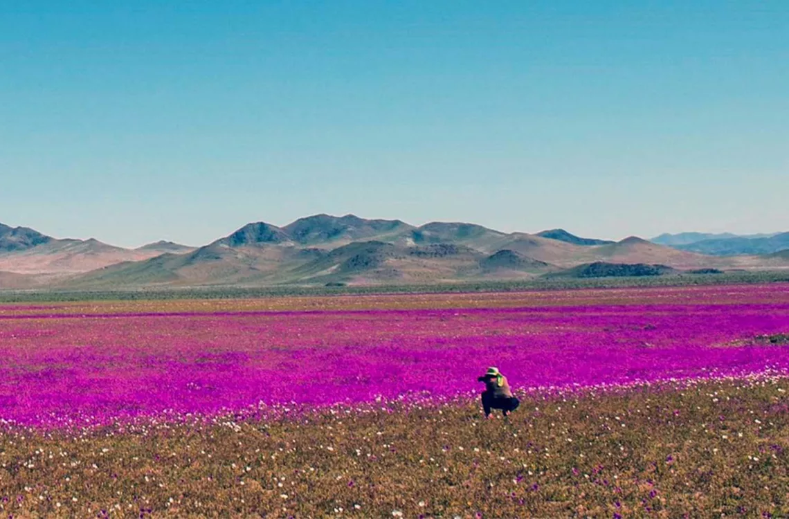 Desierto más árido del mundo se tiñe de color tras lluvias históricas
