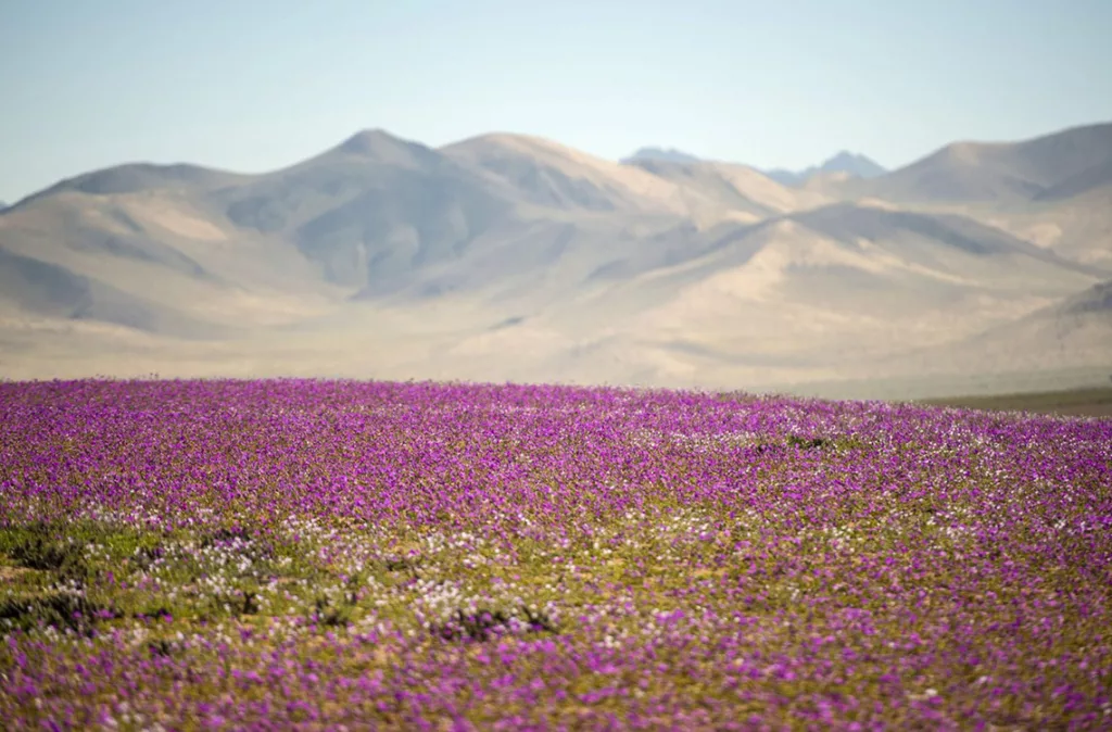 Desierto más árido del mundo se tiñe de color tras lluvias históricas