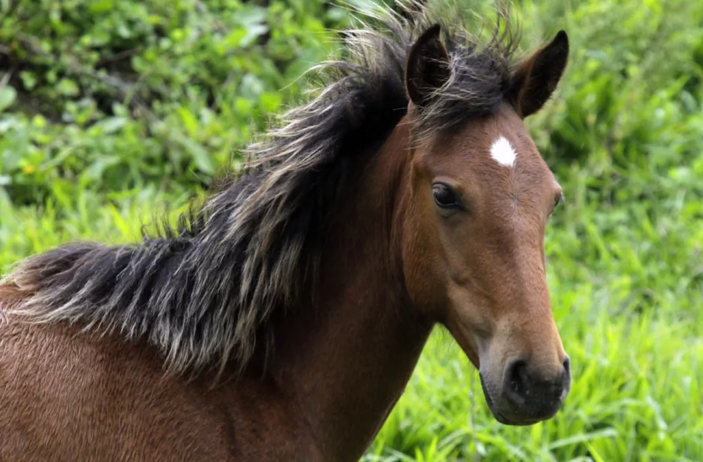 Enfermedades que pueden ser mortales en caballos: encefaitis, rabia y parasitosis