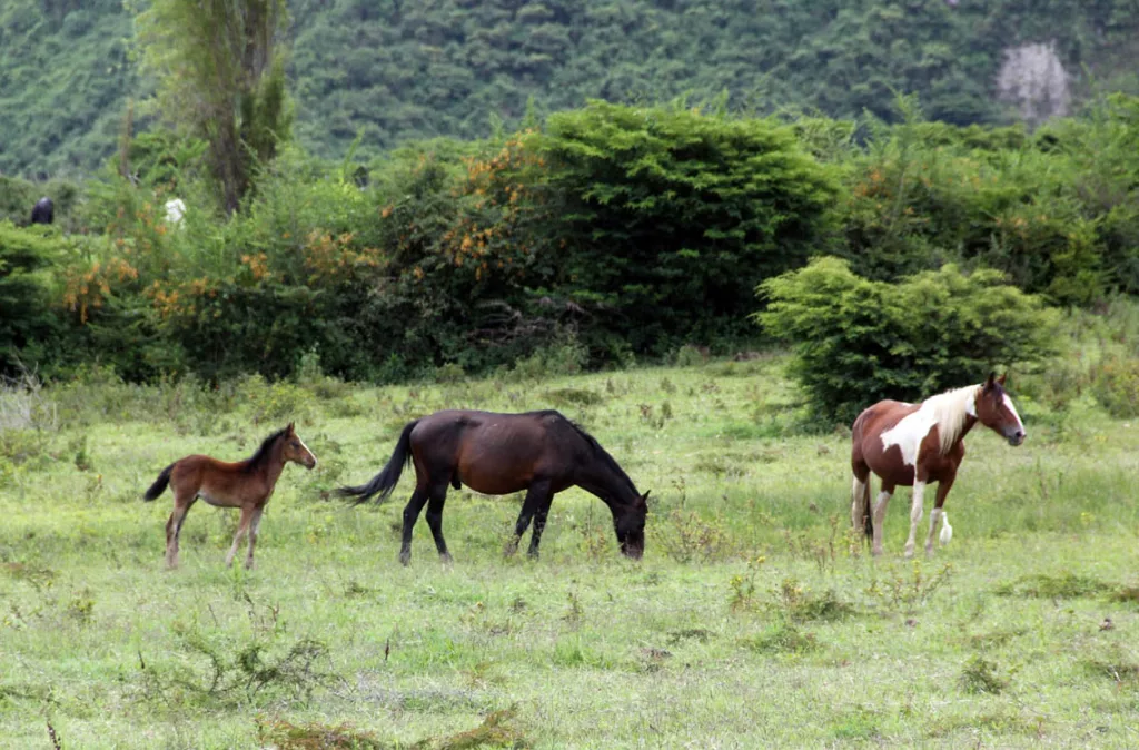 Enfermedades que pueden ser mortales en caballos: encefaitis, rabia y parasitosis