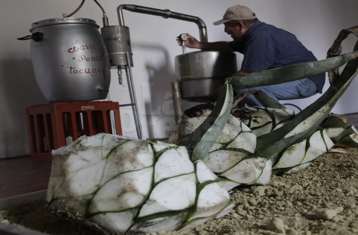 Productores de cocuy buscan normar la actividad y atraer inversores
