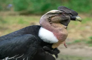 Cóndor Andino es avistado en Mérida tras casi 50 años